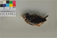 藏品(家燕)的圖片